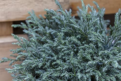 Chamaecyparis pisifera 'Baby Blue' 20–30 cm – Immergrün, Winterhart, Pflegeleicht – Zwerg-Scheinzypresse – Konifere für Steingarten & Kübel