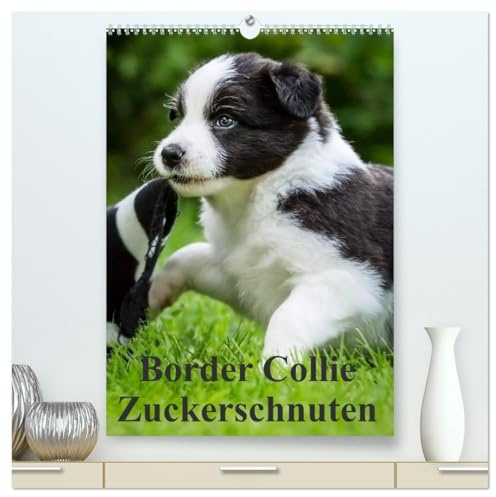 Border Collie Zuckerschnuten (hochwertiger Premium Wandkalender 2026 DIN A2 hoch), Kunstdruck in Hochglanz: 12 Monate Spaß mit Schmunzeleffekt. Ein ... besonderen Hunderasse. (CALVENDO Tiere)