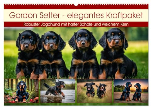 Gordon Setter - elegantes Kraftpaket (Wandkalender 2026 DIN A2 quer), CALVENDO Monatskalender: Robuster Jagdhund mit harter Schale und weichem Kern (CALVENDO Tiere)