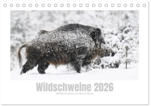 Wildschweine – Wildlife Fotografien (Tischkalender 2026 DIN A5 quer), CALVENDO Monatskalender: Eindrucksvolle Aufnahmen von Schwarzwild in freier Wildbahn (CALVENDO Tiere)