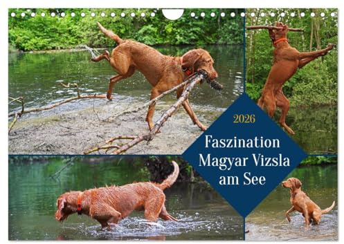 Faszination Magyar Vizsla am See (Wandkalender 2026 DIN A4 quer), CALVENDO Monatskalender: 14 Monate alter Magyar Vizsla Drahthaar beim Spielen am und im Wasser (CALVENDO Tiere)