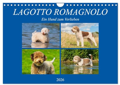 Lagotto Romagnolo - Ein Hund zum Verlieben (Wandkalender 2026 DIN A4 quer), CALVENDO Monatskalender: Der Lagotto Romagnolo auf 13 zauberhaften Kalenderblättern (CALVENDO Tiere)