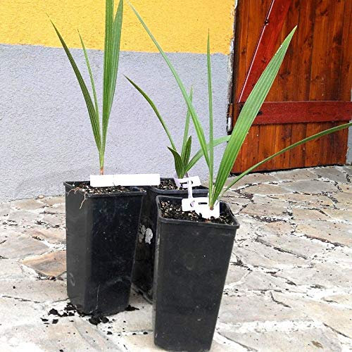 Portal Cool Chamaerops humilis-Vulcano-Palma nana-20cm (8) - Plant-al Gelo -12 ° C / 10,4 ° F