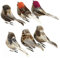 Sctmda Vogel Deko 6 Stück Kunstvogel Künstliche Gefiederte Vögel Outdoor Dekovögel Deko Vögel Figuren Garten Dekoration Künstliche Vögel Feder Vogel Modell Vogel mit Clip für Garten Hof Deko