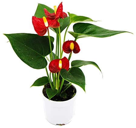 Kleine Flamingoblume - Anthurium andreanum - Baby-Anthurie - Mini-Pflanze - 7cm Topf - rot blühend - Red Champion