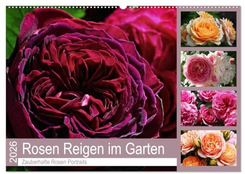 Rosen Reigen im Garten (Wandkalender 2026 DIN A2 quer), CALVENDO Monatskalender: Zauberhafte Rosen Portraits (CALVENDO Natur)