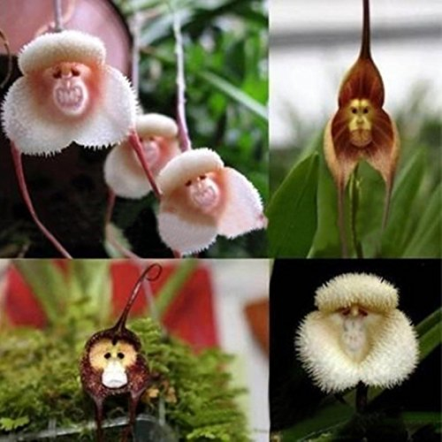 20 Samen Netter Affe-Gesichts-Orchideensamen Packung Affe Orchid Bonsaipflanzen Blumen-Samen-Hausgarten Kindergarten- Bonsai