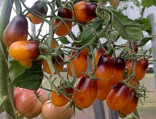 Cherry-Tomate Indigo Pearl Drops – Außergewöhnlich, süß und dekorativ – 20 Samen