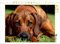 CALVENDO Puzzle EIN Motiv aus dem Kalender Ridgebacks - Hunde aus Afrika 1000 Teile Puzzle quer | Lege-Größe cm Foto-Puzzle für glückliche Stunden
