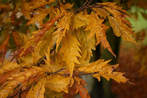 Portal Cool Fagus Sylvatica Asplenifolia - Faggio Foglia di Felce, 10 Semi