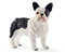 SCHLEICH 13877 Französische Bulldogge, für Kinder ab 3+ Jahren, Farm World - Spielfigur