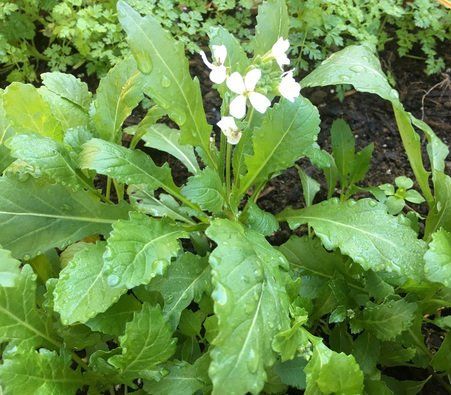 300 Semi di Wasabi Rucola - Eruca Sativa