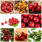 100 Pcs Weißdorn Samen - Obstbäume Kaufen Geschenke Für Gartenliebhaber (Crataegus Pinnatifida) Zimmerpflanzen, Samen Topf Pflanze Bäume Garten Winterhart Gartenpflanzen Winterhart