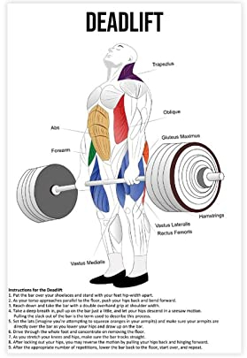 FISH DRAGATE Deadlift Anatomie Diagramm Leinwand Poster Schlafzimmer Dekor Sport Landschaft Büro Zimmer Dekor Geschenk ohne Rahmen Stil 30 x 45 cm
