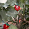 Lights4fun 20er LED Solar Lichterkette warmweiß Solar Lichterkette Erdbeeren Solarlampen für außen