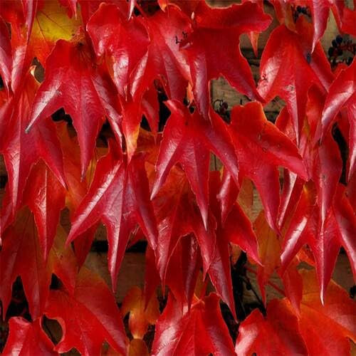 Semillas de hiedra de Boston roja (10 unidades)