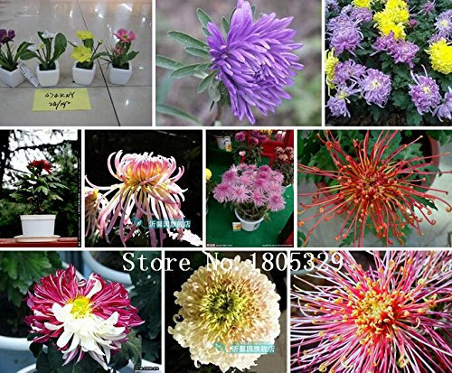 Topfrose rosa Französisch Ringelblume Samen bunten Ringelblumensamen Blumensamen 100% echtem Samen 100 Teilchen / bag