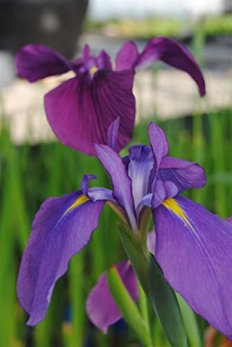 Iris ensata ca. 9x9 cm Topf - Japanische Sumpf-Schwertlilie, violette Blüten, Blütezeit Juni-Juli, ideal für Teichränder, pflegeleicht und winterhart