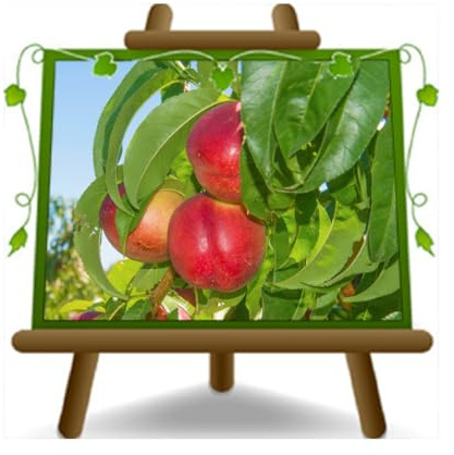 EURO PLANTS VIVAI Pesco Pesche Pesca Noce Maria Aurelia Pianta da Frutto in Vaso Altezza 170-200 cm - Età 4 Anni