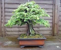 Urweltmammutbaum - 60 Samen - Metasequoia glyptostroboides Bonsai einfach schnell wächst