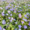 24 x Jungfernkraut Immergrün 'La Grave' (= 'Bowles Variety') - Vinca minor 'La Grave' Topf 9x9cm, für 3m² : Ein robuster, violett blühender Bodendecker für Ihren Garten