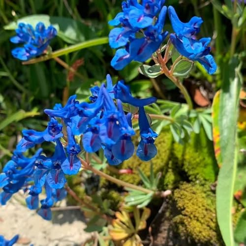 Lerchensporn - alte sorten gartendeko für draußen steingartenpflanzen blumensamen gastgeschenk balkonpflanzen blumensamen bodendecker 350Samen