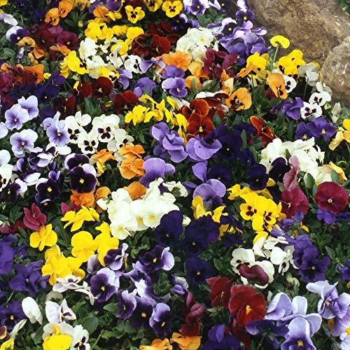 Hardy Perennial Pansy Plug Plants 'Universal Mixed' Viola x wittrockiana Plant Flowering Garden Plants Easy to Grow Your Own Perennials 72 Plugs by Thompson and Morgan