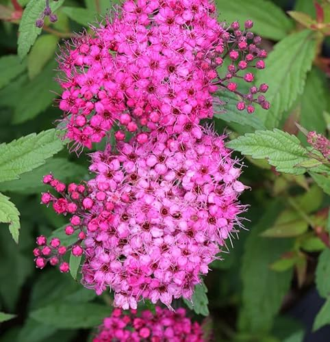 Roter Sommerspierstrauch Anthony Waterer 30-40cm - Spiraea japonica