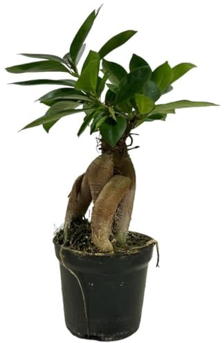 1 Ficus microcarpa T6 cm Bonsai Rohware Ginseng