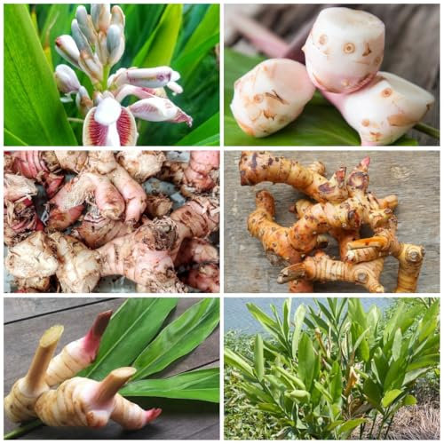 100 Pcs Galgant Samen - Heilkräuter Samen, Gemüsesamen Balkon Galgant Kaufen Samen, Hochbeet Samen, Kräutergarten Balkon Kräuter Saatgut, Balkon Kräutergarten Seltene Pflanzen, Gemüse