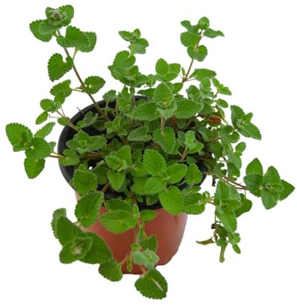 Nepeta Natural Planta Aromática y Medicinal para el Jardín - Menta Gatera