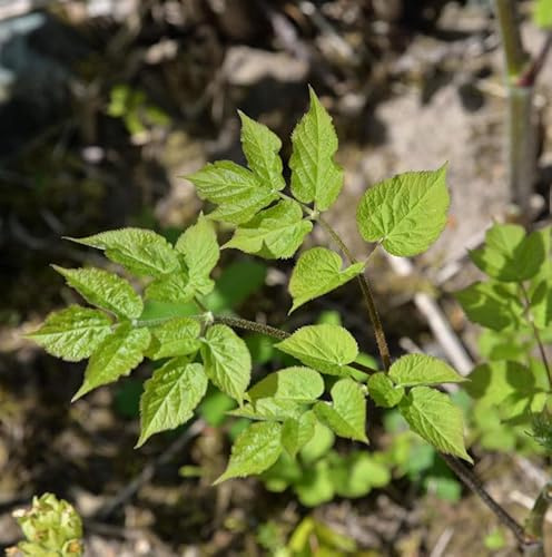 Aralie Sun King - Aralia cordata - lebende Gartenpflanze aus den Baumschulen