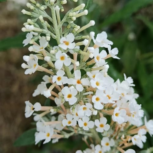 schmetterlingsflieder winterhart - garten -Buddleja, balkon, 200samen