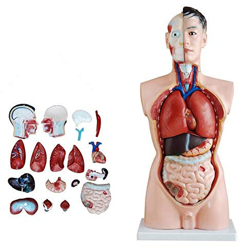 DYTAH 85 cm Männlicher Torso Anatomie Modell Human Anatomische Interne Organe Für Lernressourcen