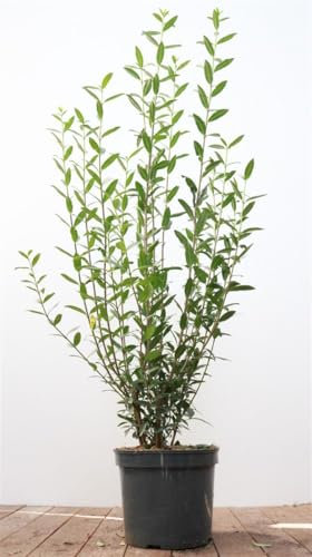 Ligustrum vulgare 'Atrovirens' 100-125 cm - Gewöhnlicher Liguster, immergrün, ideal für Hecken, schnittverträglich, winterhart und pflegeleicht