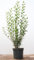 Ligustrum vulgare 'Atrovirens' 100-125 cm - Gewöhnlicher Liguster, immergrün, ideal für Hecken, schnittverträglich, winterhart und pflegeleicht