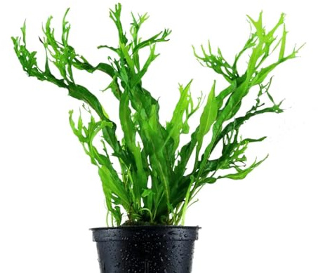 AquaBreedingSkill Aquarium Pflanzen Microsorium pteropus Java echt für Süßwasser, lebende Wasserpflanzen für Aquarium, ideal für Fische & Garnelen – mit Pflanzenpass (Windelov)