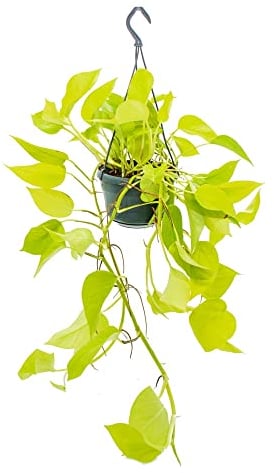 Exotenherz - Pianta d'appartamento da appendere – ederuti luminosi – Epipremnum Golden Pothos – Scindapsus – Vaso da 14 cm