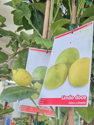 Sweet Lemon Tree of 2 years in plastic pot. 140 cm high + fertilizer