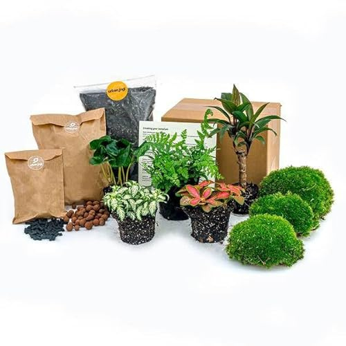 Kit de jardín de botellas Jungle 5 – Terrario para plantas DIY con café, helecho, palmera y fittonia – Recarga y kit de iniciación