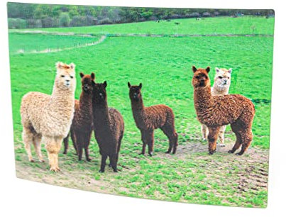 Cornelissen 1037359 Alpaka 3D-Postkarte