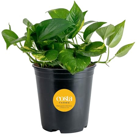 Costa Farms Live Indoor Plant Golden Pothos, Easy Care Houseplant, 10-Inches Tall in 6-Inch Nursery Pot, Natural Air Purifying Greenery for Home Decor, Office Desk, or Hanging Planter Gift