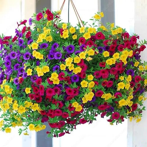 NO-GMO 8.000 Semi, Hanging Petunia Colore Misto, Onde Hanging Basket Petunia Bellissimi Fiori Erboom Seeds