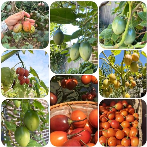 semillas de tomate de árbol tamarillo jardín árboles de árboles orgánicos Cyphomandra betacea, Fácil de cultivar al aire libre, de frutas premium 100pcs