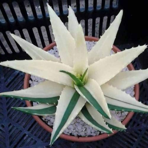 Pinkdose Weiß ALOE VERA Pflanze Seed