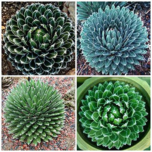 Portal Cool 50 Semi della vittoria nella regina Agave, Succulente, Cactus, Succulente un seme