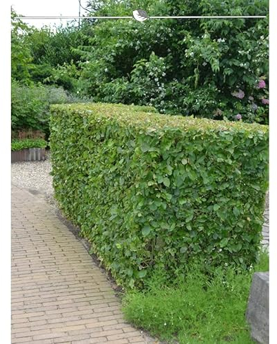 Hainbuche 60-80 cm, ohne Ballen. 150 Carpinus betulus. Weißbuche Heckenpflanze