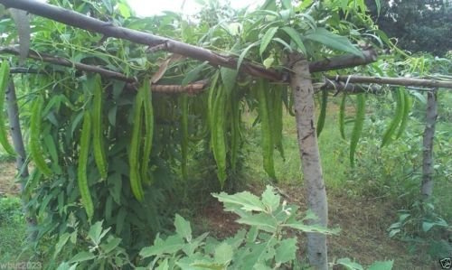 50 semi - fagiolo alato, Goa fagioli, fagioli principessa -