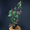 Photinia fraseri 'Red Robin' von Intragarten im Topf