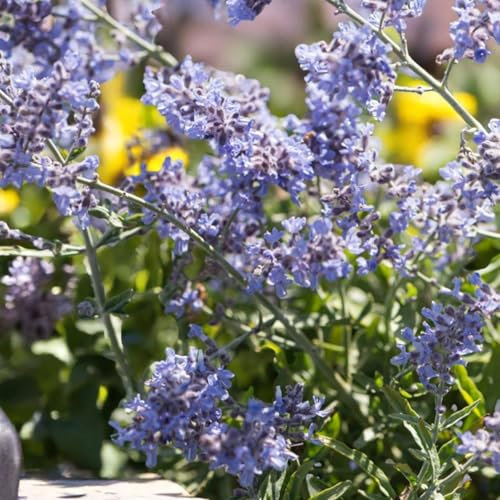 Carbeth Plants Perovskia Atriplicifolia Bluesette 2 x 9cm Pot - Compact Russian Sage - Long Flowering Hardy Perennial for UK Gardens - Pollinator Friendly - Perfect for Beds Borders and Containers